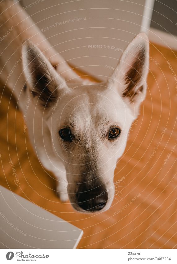 Portrait von weißem Schäferhund Tier Haustier Hund Ohren süß sehr geehrt niedlich Treue Spielen Zuneigung Liebe Fell Nase schnupfen Tierliebe Beschäftigung