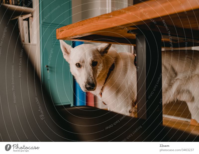 Weißer Schäferhund unter dem Tisch weiß Tier Haustier Hund Ohren süß sehr geehrt niedlich Treue Spielen Zuneigung Liebe Fell Nase schnupfen Tierliebe