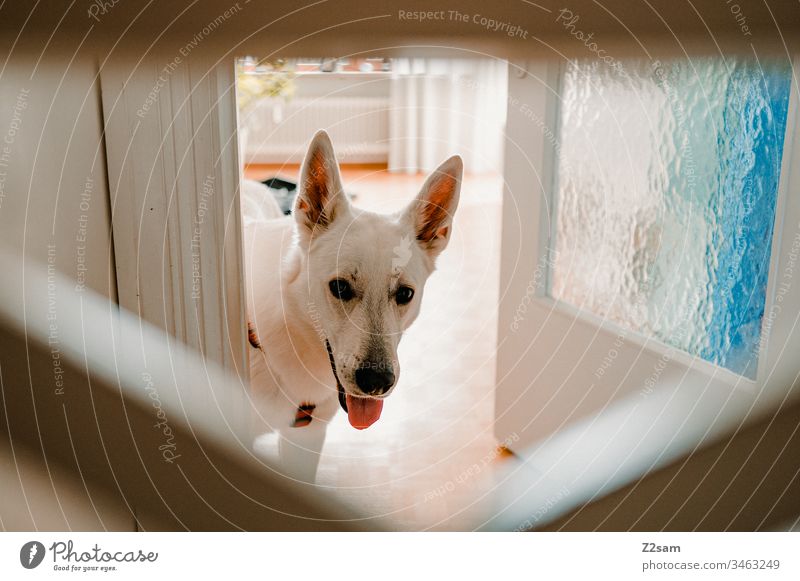 Weißer Schäferhund zu Hause weiß Tier Haustier Hund Ohren süß sehr geehrt niedlich Treue Spielen Zuneigung Liebe Fell Nase schnupfen Tierliebe Beschäftigung