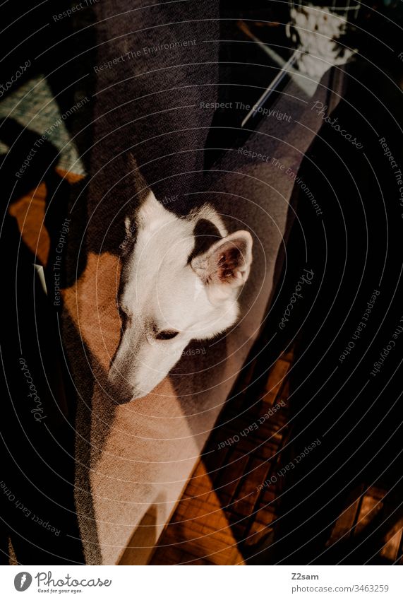 Weißer Schäferhund beim Baden weiß Tier Haustier Hund Ohren süß sehr geehrt niedlich Fell Nase schnupfen Beschäftigung Tierporträt Scheibe