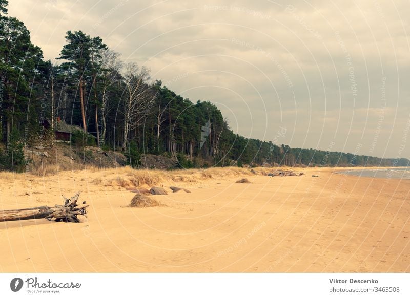 Sandige Ostseeküste mit Kieferndünen Hintergrund Strand Baum Hund Wasser Muster Sport Sommer Textur Natur Winter Technik & Technologie Konstruktion Sonne