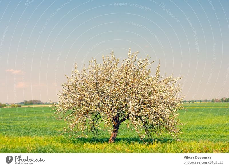 Einsam blühender Apfelbaum auf dem Feld Blume Hintergrund Baum Lebensmittel Frucht Sommer Natur Sonne Frühling Landschaft Himmel ländlich grün eine blau