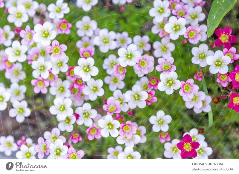 Blumenbanner - blühender rosa Steinbrech auf natürlichem Hintergrund. Abstrakter Blumenhintergrund mit Weichzeichner, Draufsicht, Kopierraum. Natur geblümt