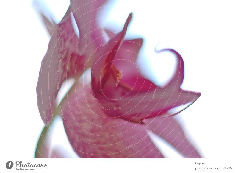 Orchidee02 Unschärfe rosa Löwenmaul hell Makroaufnahme