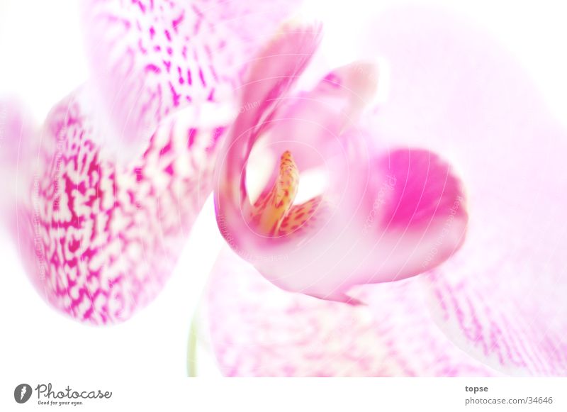 Orchidee01 rosa Unschärfe Löwenmaul hell High Key