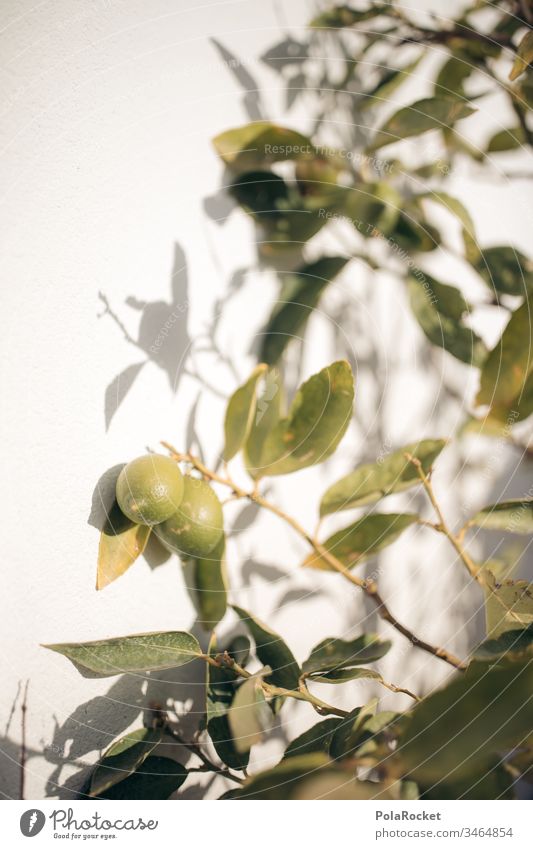 #AS# Schattenspiel Limettenbaum limette Lebensmittel Nahaufnahme Zitrusfrüchte natürlich grün Frucht Ernährung Diät frisch Farbfoto Gesundheit
