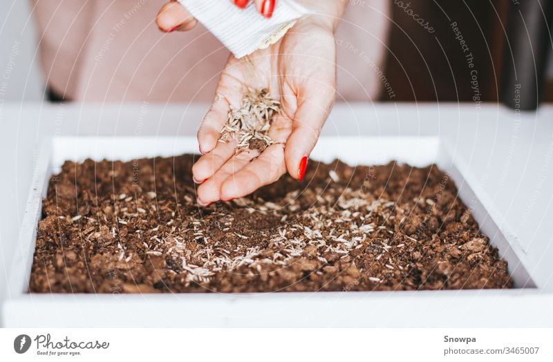 Nahaufnahme der Hände einer jungen Frau, die Samen in den Boden pflanzt. Ökologisches Leben. Pflanze Topf Gartenarbeit heimwärts Natur grün Frühling Gärtner