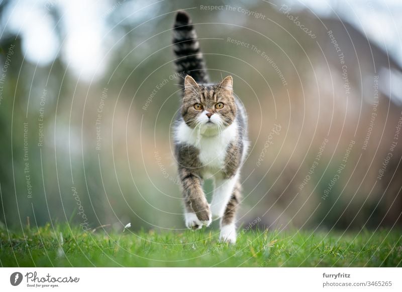 Britisch Kurzhaar Katze rennt auf einer Wiese auf die Kamera zu Haustiere Rassekatze Ein Tier weiß Tabby im Freien Natur Botanik Garten Vorder- oder Hinterhof