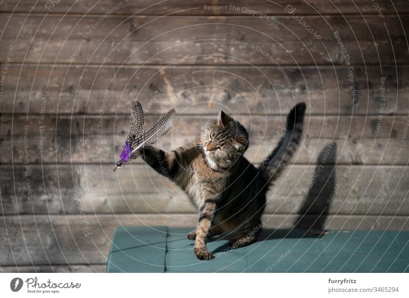 Hauskatze spielt mit Feder Spielzeug Katze Haustiere katzenhaft Fell weiß Ein Tier häusliche Kurzhaar Tabby im Freien Pfote Vorder- oder Hinterhof Garten