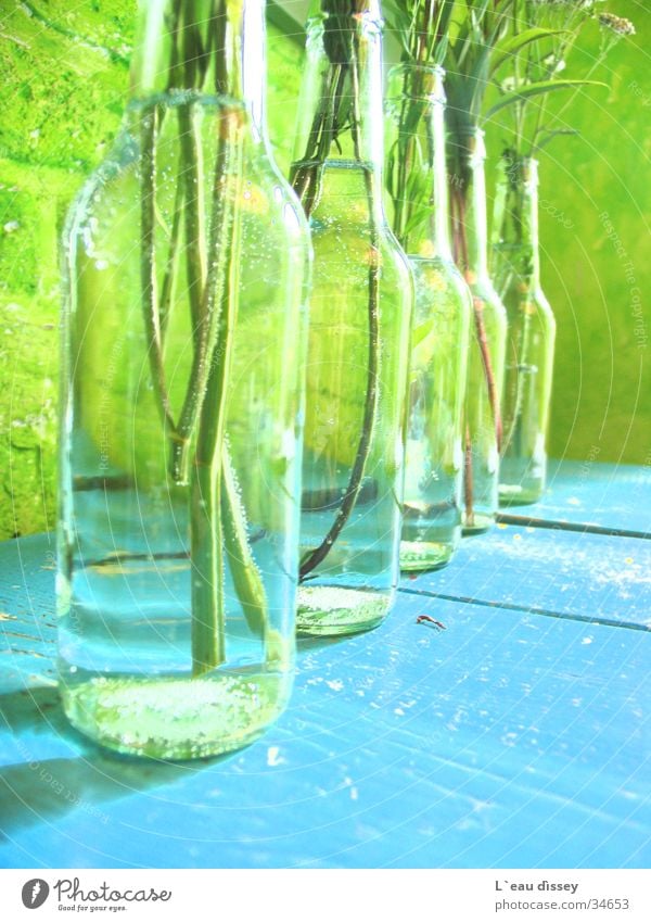 summerbreeze Vase Blume Dekoration & Verzierung frisch Wiesenblume Wassertropfen Fototechnik Flasche Blumen-Solo