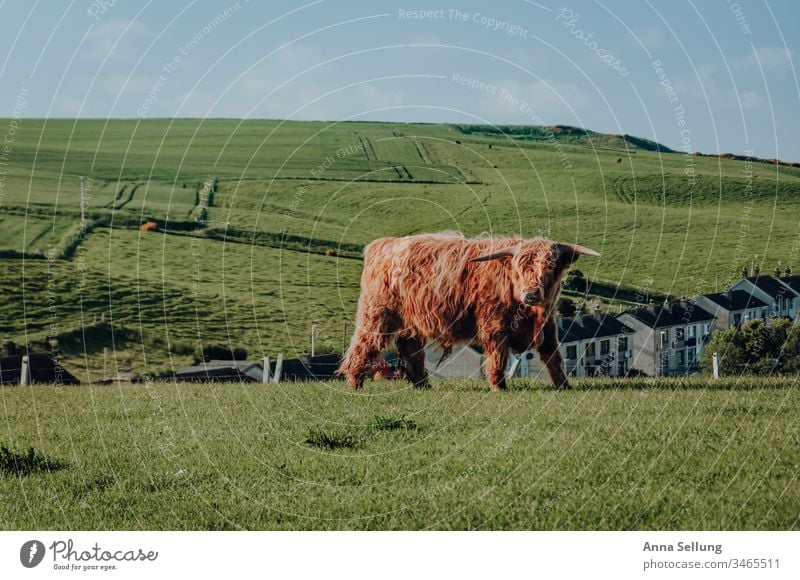 Hochlandrind auf einer Wiese außerhalb der Stadt Frühling Rind Schottland Schottisches Hochlandrind rot orange Tier zuchttier Kuh Außenaufnahme Nutztier 1