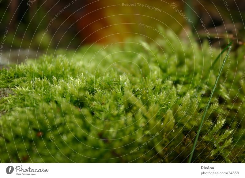 Grünes Gewächs Laubmoos grün Herbst nass Blatt weich saftig Pflanze Natur moss rau
