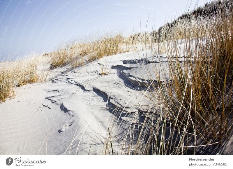 Wenn der (Strand) hafer sticht..... Sommer Sommerurlaub Sonne Meer Natur Landschaft Pflanze Wolkenloser Himmel Schönes Wetter Küste Nordsee Sand trocken Wärme