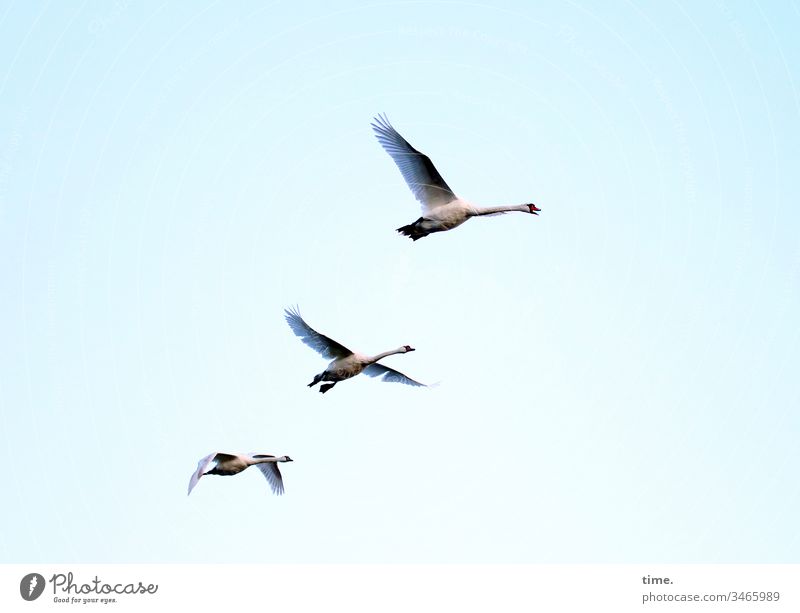 Überflieger tiere leben himmel schauen vogel fliegen drei schwan Spannweite flügel