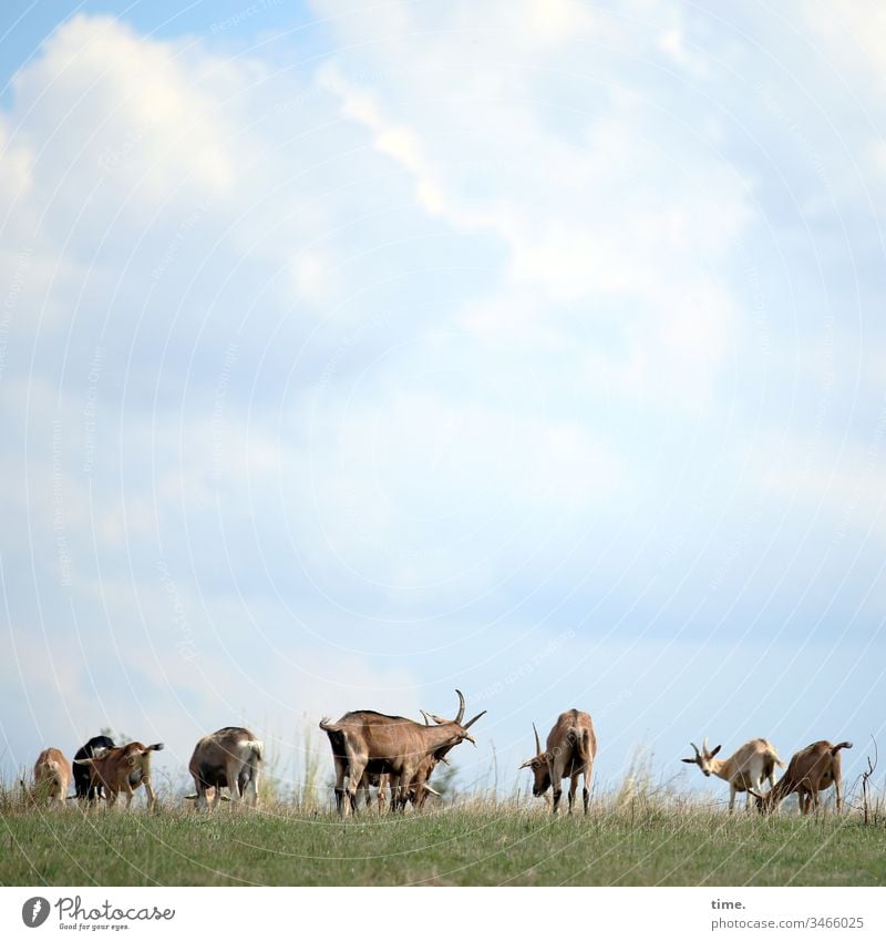 brothas & sistas wiese ziegen tiere nutztiere tiergruppe gemeinschaft leben grasen fressen himmel wolken schauen beschäftigt langeweile bock gesellschaft