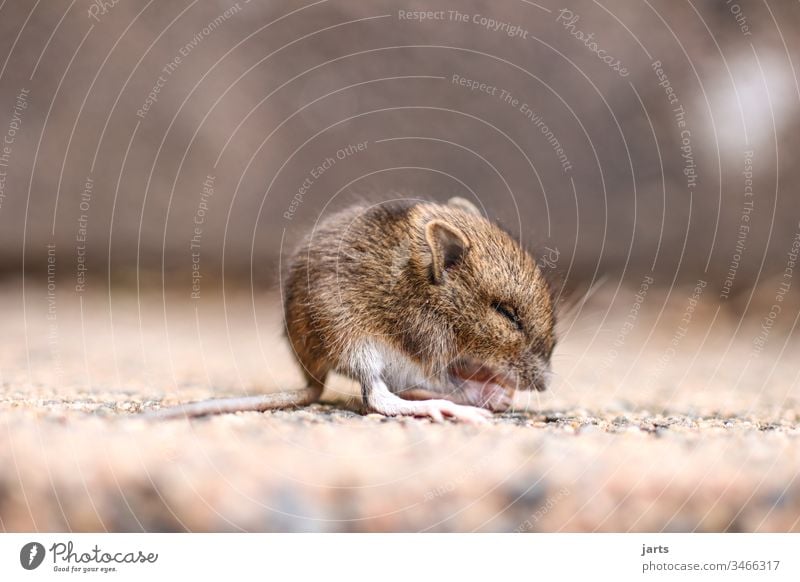 kleine maus Maus Feldmaus niedlich Baby Nagetiere Tier Säugetier Schwanz Fell braun Angst süß winzig essen Ekel