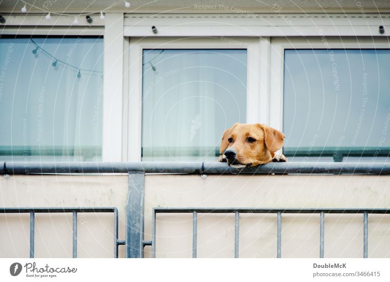 Hund darf nicht raus und guckt über Balkonbrüstung Haustier Farbfoto Außenaufnahme Tier Tag Tiergesicht niedlich Menschenleer Neugier beobachten Blick warten