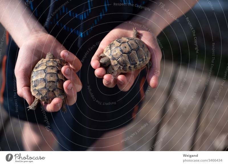 Schildkröten Haustier Kindheit zwei Sommer pflege Junge