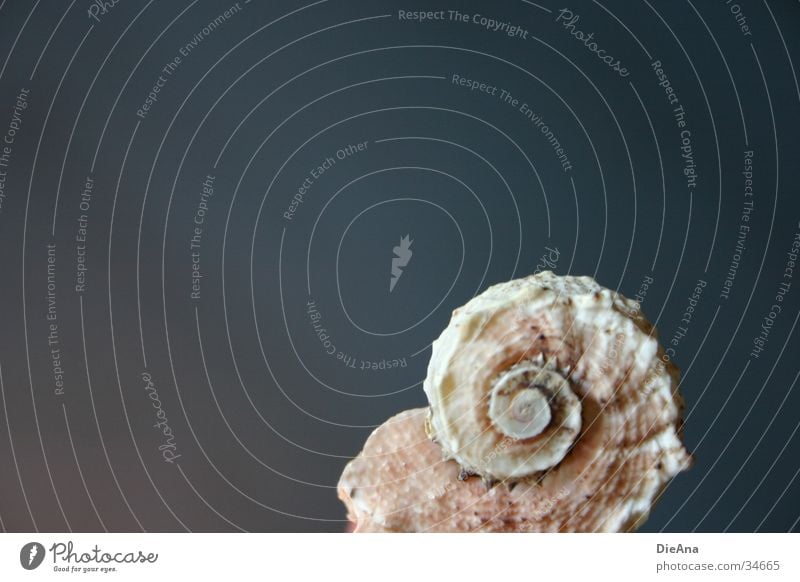 unbewohnt Muschel weiß beige rau Oberfläche Spirale Ecke Dekoration & Verzierung Stil Hintergrundbild grau fossil Meer Dinge Strukturen & Formen schneckenform