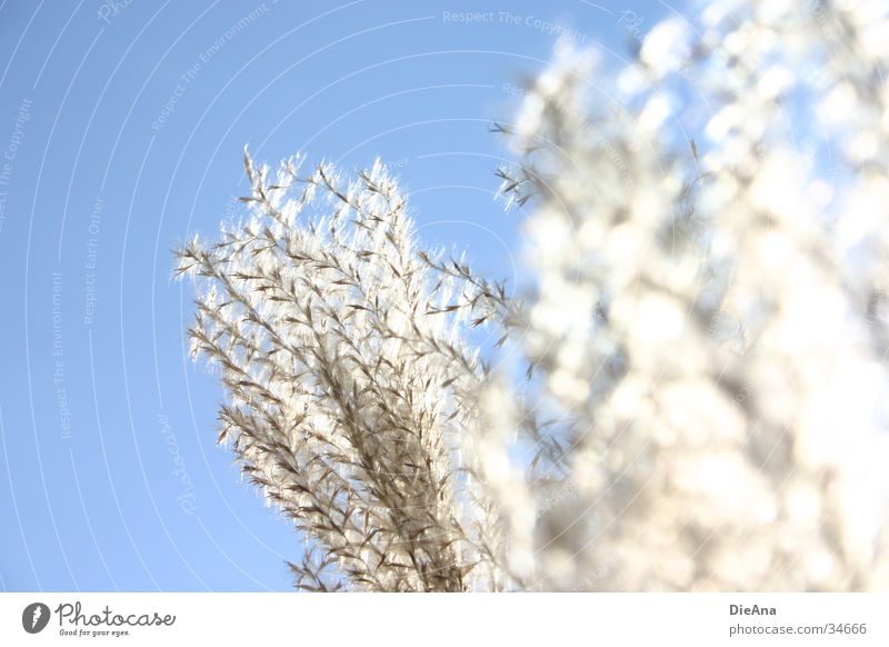 Im Sonnenlicht Gras Pflanze Wasserpflanze Schilfrohr weich Beleuchtung erleuchten weiß beige uferpflanze schilfgras hell Natur Schönes Wetter Lichterscheinung