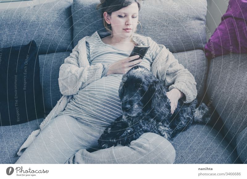 Junge schwangere Frau mit ihrem Hund heimwärts Quarantäne Mama Familie Sofa Freundschaft heimisch Haustier Cocker Spaniel Leben Lifestyle Single allein