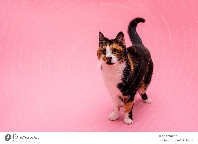 Lucy Katze farbiger Hintergrund Tier Haustier Tierporträt Farbfoto Menschenleer Hintergrund neutral Tiergesicht Innenaufnahme niedlich Fell stehen rosa gefleckt