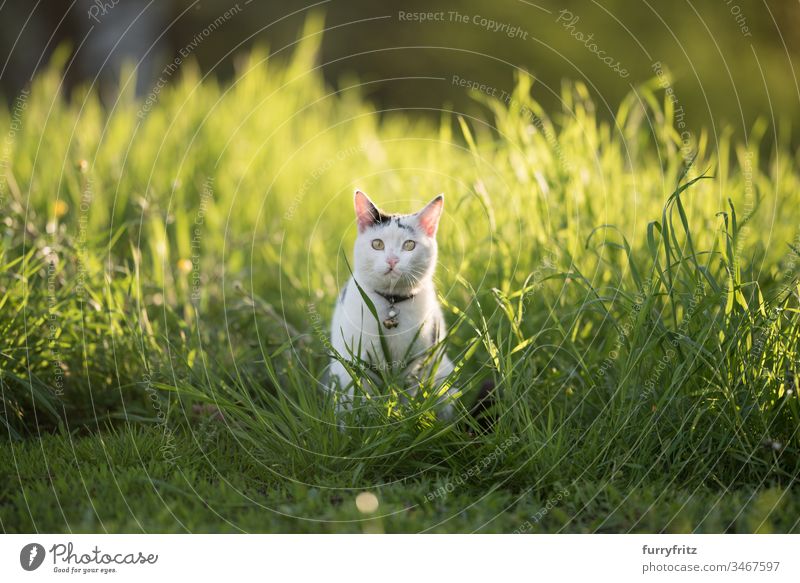 schwarz weiße Katze sitz in hohem Gras in der Abendsonne keine Menschen Abenteuer Neugier Wachsamkeit Erkundung versteckend Jagd in Bewegung beobachtend