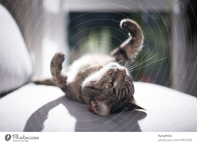 Katze liegt auf dem Sofa und genießt die Sonne Sonnenbad Arme hochgezogen Hintergrundbeleuchtung Liege bezaubernd schön Bokeh Kühlung bequem Vorhänge Kissen
