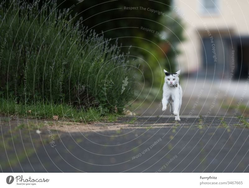 Schwarz weiße Katze rennt auf dem Bürgersteig rennen in die Kamera schauen Kragenglocke schwarz auf weiß tierisches Auge Tierhaare Klingel Bokeh Botanik Buchse