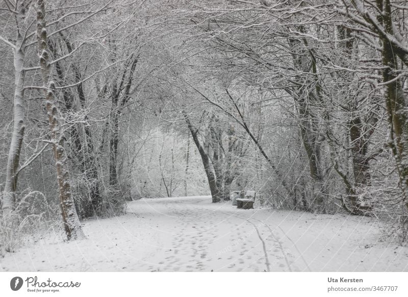 Weg im Winter mit Schnee trist weiß kalt Außenaufnahme Menschenleer Natur Baum Umwelt Landschaft Eis Gedeckte Farben Frost grau Klima Pflanze Wetter Einsamkeit