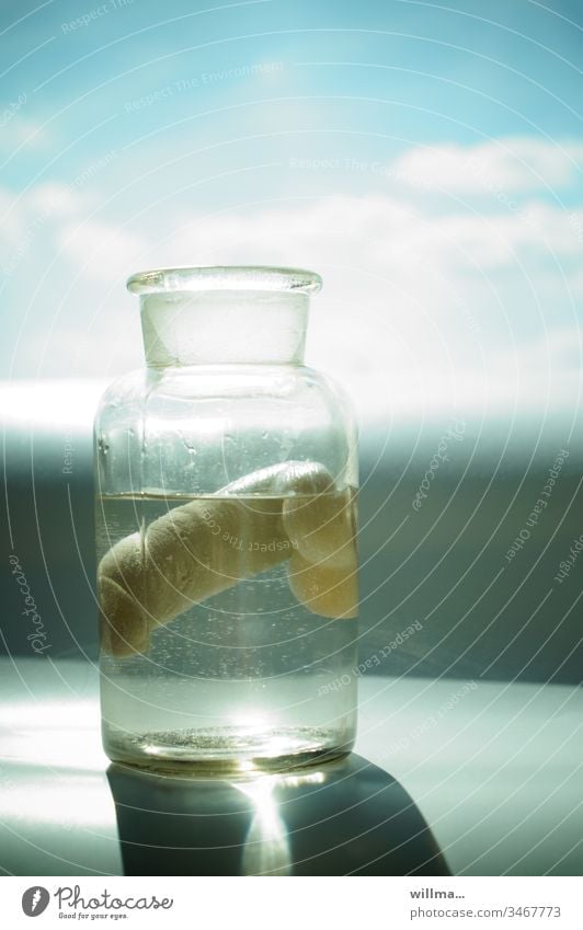 Konservierter Penis in einer Glasflasche, Anatomiepräparat Glied Geschlechtsorgan Schwanz Körperorgan präpariert Fixierung Pathologie Formaldehyd Forschung