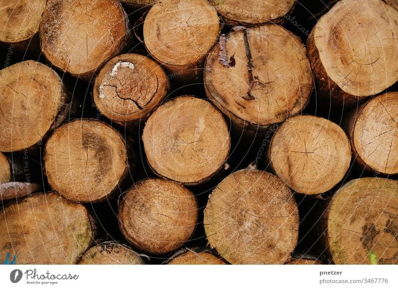 Achtung Holzwürmer Baum Stamm Gefällt fällen Wald Rohstoff frisch trocknen Brennholz Ofen Natur wachsen Stapel liegen Rinde Alterslinien Material Kreise Ast