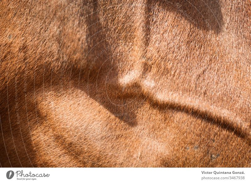 Braune Pferdehaut agrar landwirtschaftlich Tier Hinterwälder bukolisch Kavallerie Colt Landschaft wüst Ohren Europa Schönwetter Ackerland schnell Freiheit