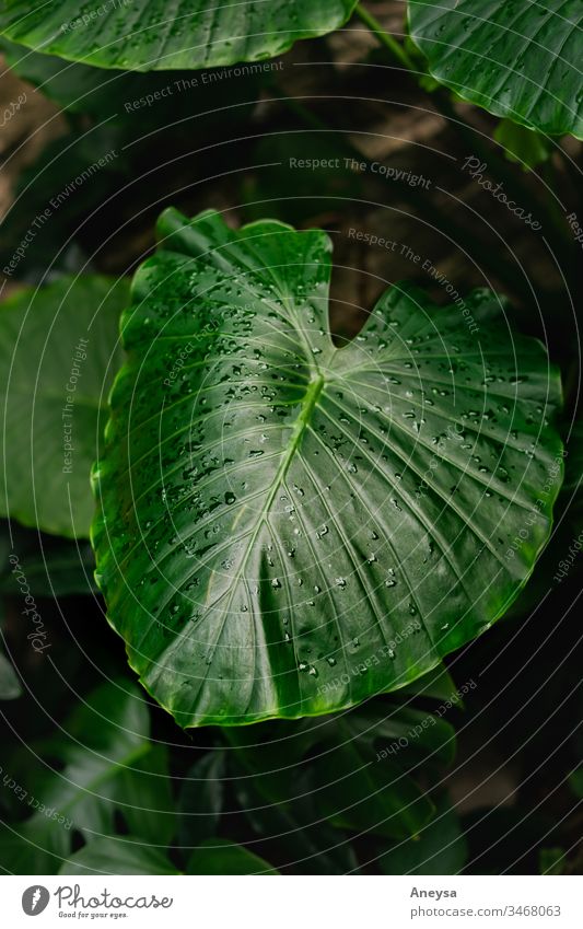 Großes Blatt mit Regentropfen 2017-2020 erste Einfuhr Laubwerk Elefantenohr Pflanze tropisch grün Stimmung Zimmerpflanze Elefantenohrpflanze großes Blatt Grün