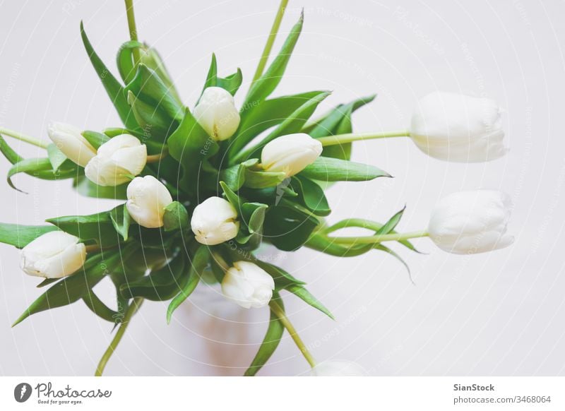 Blumenstrauß aus weißen Tulpen in einer Vase vereinzelt Hintergrund Tag Frühling Natur grün schön Mütter Raum Haufen Schönheit Geschenk geblümt Pflanze Kopie