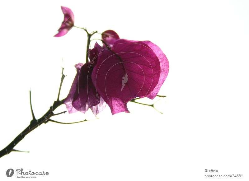 Flora Blume Pflanze violett rosa Zimmerpflanze Silhouette Gegenlicht stark belichtet Gefängniszelle