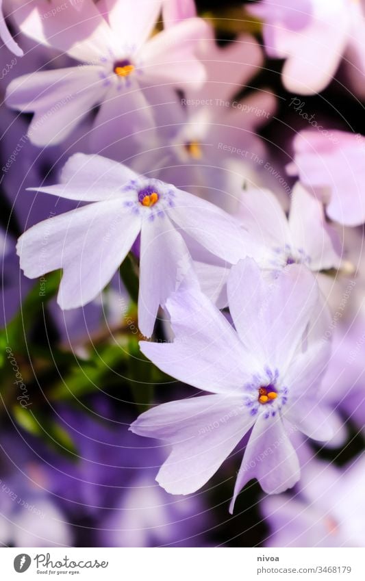 violette Blüten Blütenpflanze Pflanze Blume Außenaufnahme Farbfoto Natur Blütenblatt Makroaufnahme Menschenleer Blütenknospen Detailaufnahme Nahaufnahme