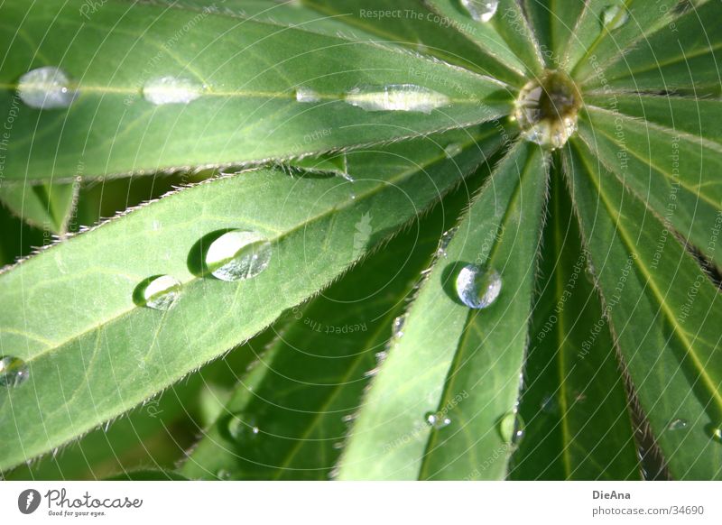 Lupine Wasser Wassertropfen Schönes Wetter Regen Blatt grün wasserdicht abperlend Farbfoto Außenaufnahme Menschenleer Tag Reflexion & Spiegelung Unschärfe