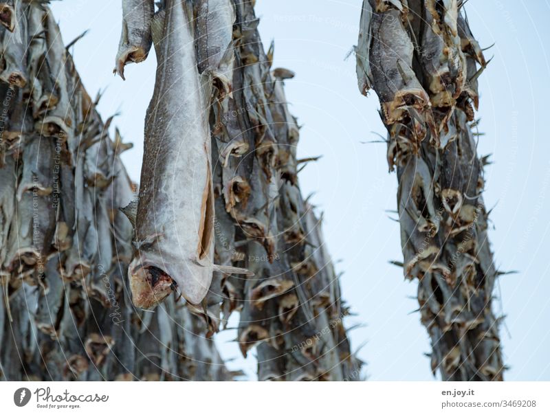 hier riechts nach | Fisch hängen Stockfisch Skrei Kopflos abhängen stinken Lofoten Norwegen Skandinavien Henningsvær Nachrung haltbar trocknen lufttrocknen