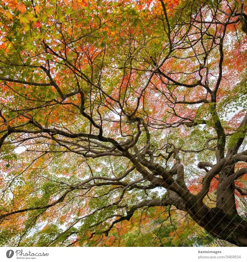 Bunter Herbstbaum. Baum fallen Laubwerk Hintergrund Natur Saison Japan mapletree schön Landschaft Kyoto Baumkrone Japanisch rot farbenfroh Szene Park Wald Farbe