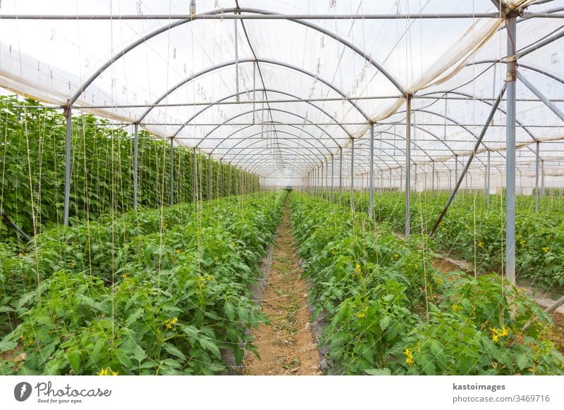 Bio-Tomaten, die im Gewächshaus wachsen. Ackerbau Feld grün Pflanze Bauernhof Wachstum Lebensmittel Gemüse Blatt Ernte Garten Gesundheit Natur organisch