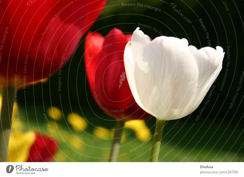 Die weiße Tulpe Blume rot gelb Gras grün Frühling April Garten Pflanze Blühend Schönes Wetter Natur