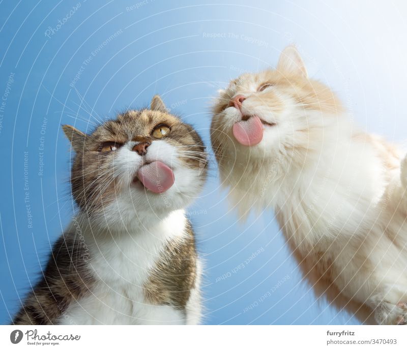 Zwei Katzen schlecken eine Scheibe vor blauem Himmel ab Textfreiraum Unteransicht sonnig Sonnenlicht Sommer im Freien Haustiere Tiermaul Tierzunge lustig