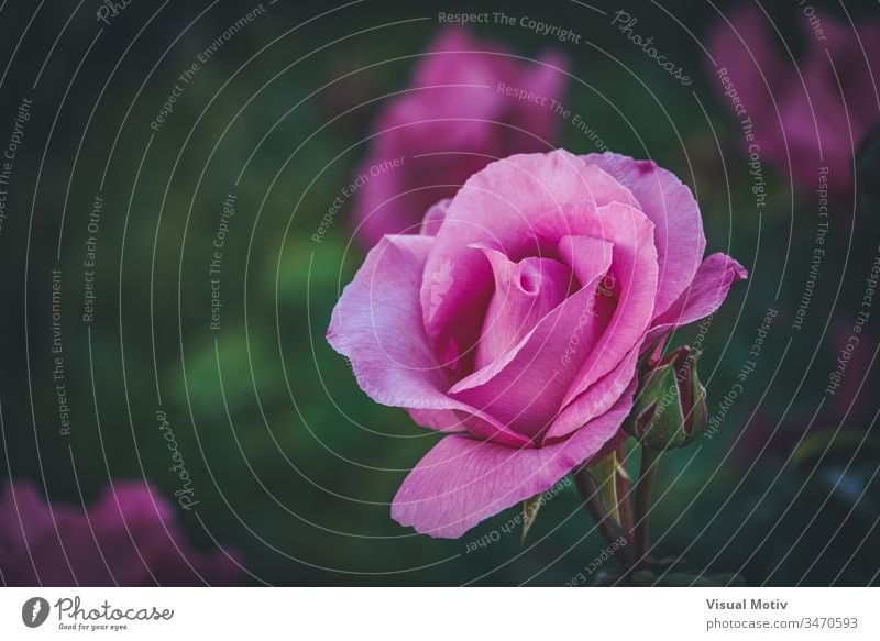Detail einer gezüchteten rosa Rose in einem Garten Roséwein Blume Blütezeit botanisch Botanik Flora geblümt Blütenblätter Blütenknospen organisch natürlich