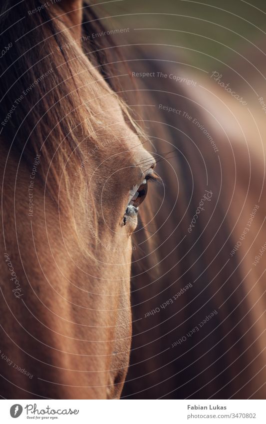 Pferd mit Auge im Fokus Mähne braun Natur Nahaufnahme Außenaufnahme Tierporträt Blick