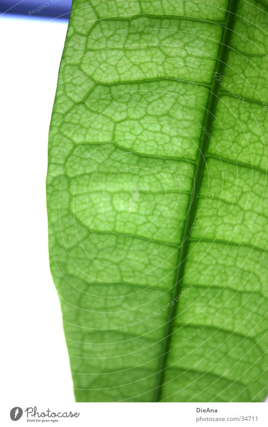 Grüne Zellen (1) Leben Natur grün Zimmerpflanze durchscheinend Gefäße blattstruktur durchsichtig überlappen cells pattern overlap leaves leaf Farbfoto