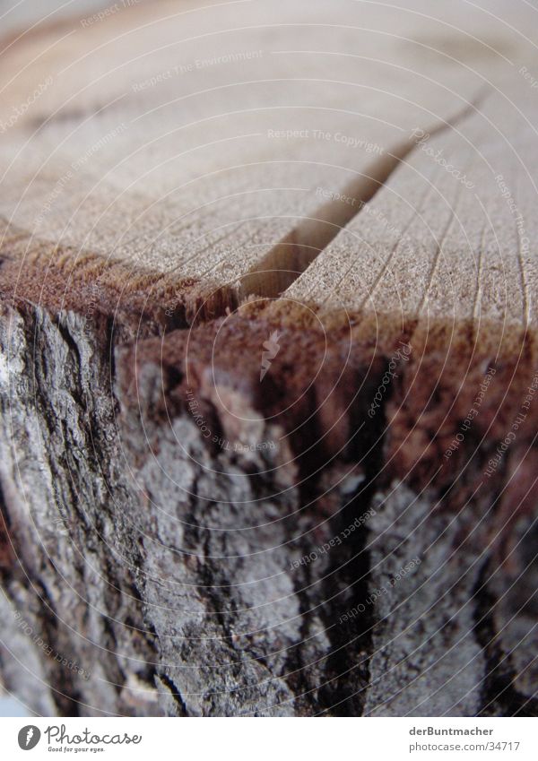 Holz Ist! Faser Baumrinde Jahresringe Strukturen & Formen hackklotz Spalte Makroaufnahme Baumstamm