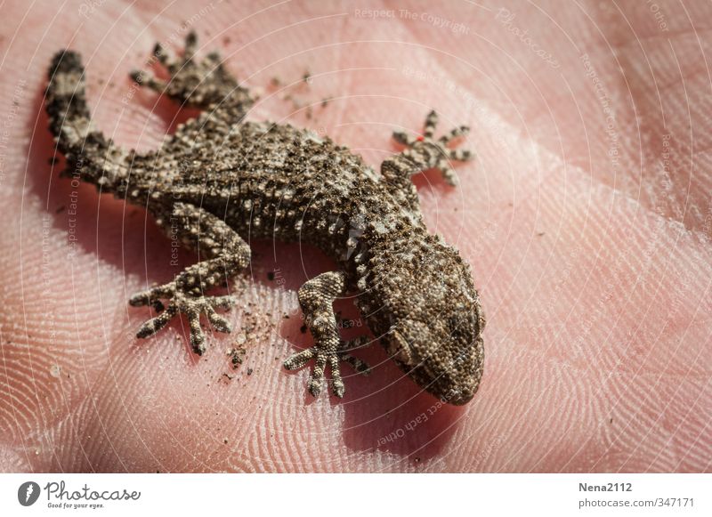 Mini Gecko... Umwelt Natur Tier Schönes Wetter 1 Blick warten gecko Reptil südländisch Sonnenbad klein Hand Farbfoto Außenaufnahme Nahaufnahme Detailaufnahme