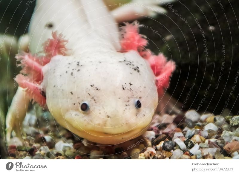 leukistischer Axolotl mit schwarzen Augen und rosa Außenkiemen axolotl Tier Salamander Natur mexikanisch Kiemen Aquarium weiß Wasser unter Wasser Amphibie