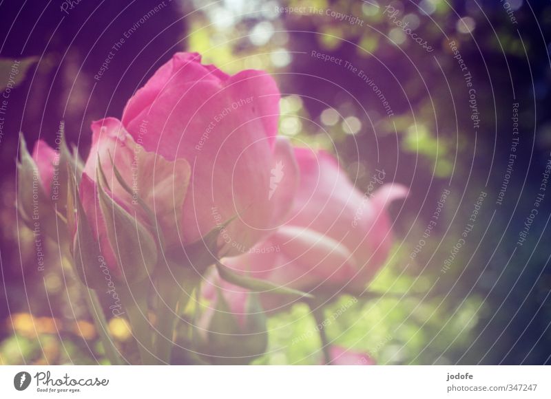 Sommer. Sonne. Sonnenschein. Umwelt Natur Pflanze Blume Rose Blüte Garten Duft rosa ästhetisch elegant Gefühle Idylle Kreativität Lebensfreude Leidenschaft